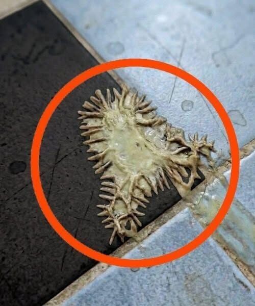 We Found a Mysterious Substance on the Bathroom Floor and Spent an Hour Trying to Identify It. Here Is What…